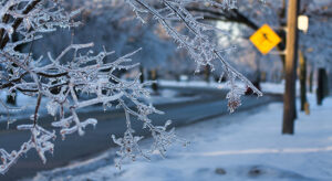 Icy tree branches in front of an empty road