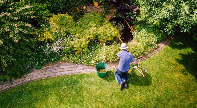 Aerial view of a person kneeling on grass weeding a large flower bed across a brick border wearing a brimmed hat